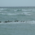 DSCF0381