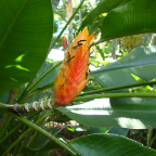 DSCF0515