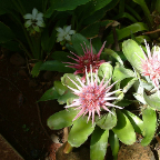 DSCF0516