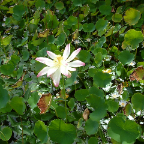 DSCF0519