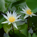 DSCF0520