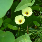 DSCF0521