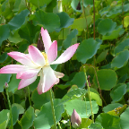 DSCF0522