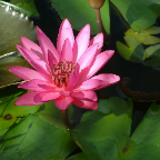 DSCF0523