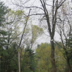 Trees 014