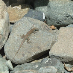 DSCF0230