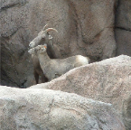 DSCF0040_1