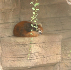 DSCF0199_1
