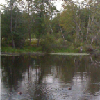 Beaveronpond 043