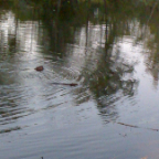 Beaveronpond 045