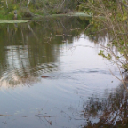 Beaveronpond 046