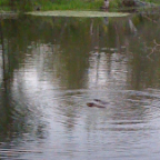 Beaveronpond 048