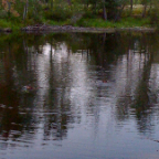 Beaveronpond 049