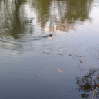 Beaveronpond 040