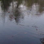 Beaveronpond 042