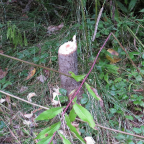 Beaver at work 023