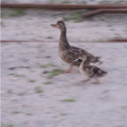 loon 483