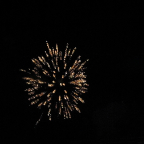 loon 489