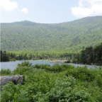 loon 595
