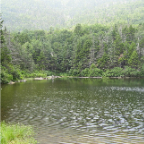 loon 697