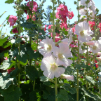 DSCF0723