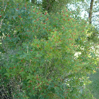 DSCF0750