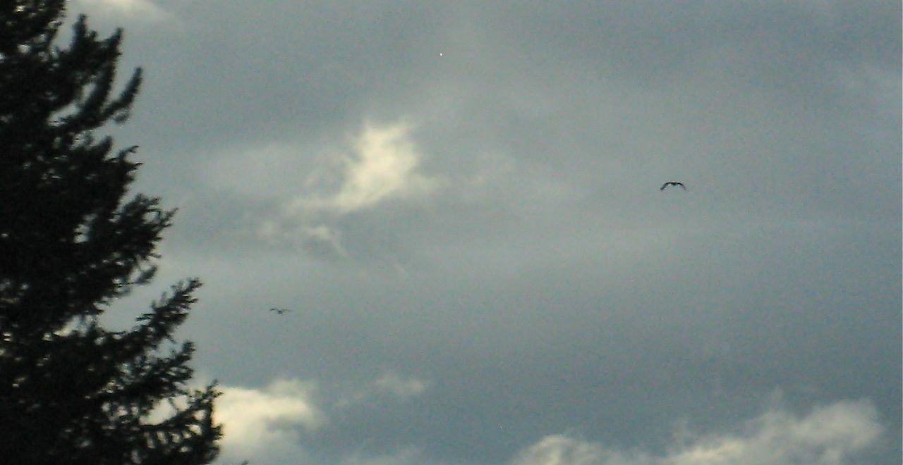 Loading Image