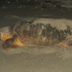 FloridaBeach 2012 026