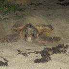 FloridaBeach 2012 029