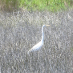 FloridaBeach 2012 038