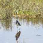 FloridaBeach 2012 041