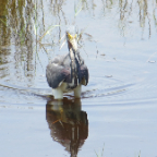FloridaBeach 2012 042