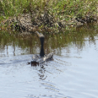 FloridaBeach 2012 048