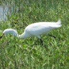 FloridaBeach 2012 049