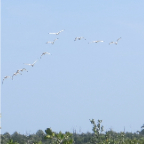 FloridaBeach 2012 057