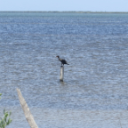 FloridaBeach 2012 061