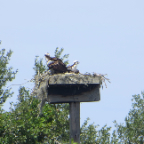 FloridaBeach 2012 062