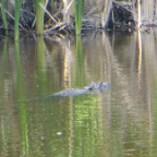 FloridaBeach 2012 064
