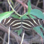 FloridaBeach 2012 065