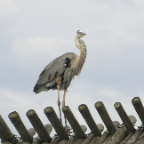 FloridaBeach 2012 078