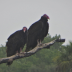 FloridaBeach 2012 096