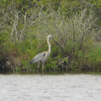 FloridaBeach 2012 098