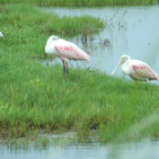 FloridaBeach 2012 099