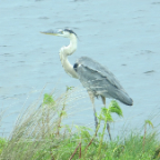 FloridaBeach 2012 102