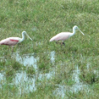 FloridaBeach 2012 105