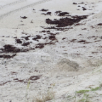 FloridaBeach 2012 126