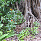 FloridaBeach 2012 164