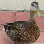 Florida 2012 090