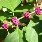 DSCF0407
