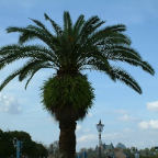 Orlando107